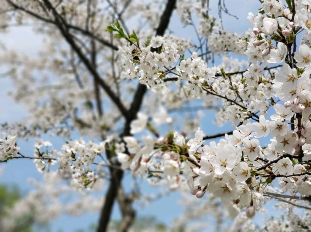 富良野の桜